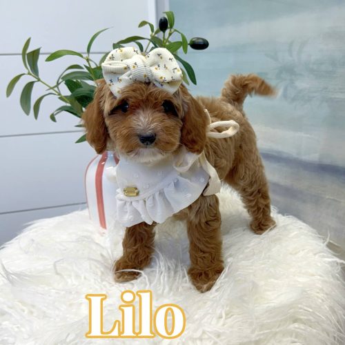 Lilo - FBB Cavapoo Puppy - BPPP Litter --