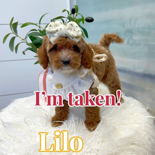 Lilo - FBB Cavapoo Puppy - BPPP Litter --_Forever Home in Boston- MA
