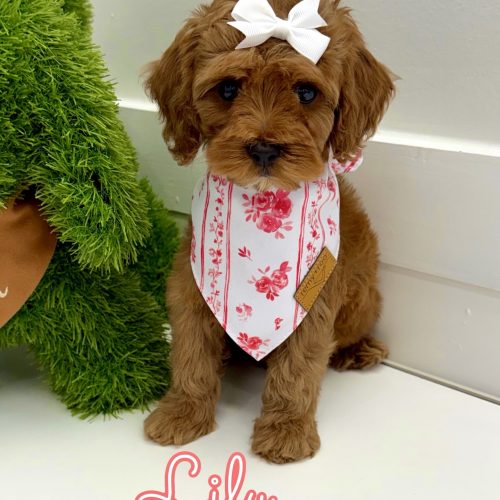 Lily - FB Cavapoo Puppy - BPPP Litter --_