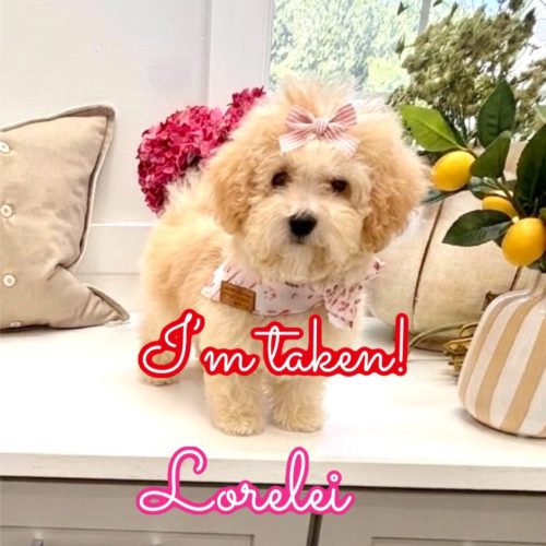 Lorelei - F Maltipoo Puppy - Litter --_Forever Home in Lake Charles- LA