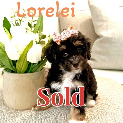 Lorelei - Tri-Colored w- White Socks Female Toy Micro Bernedoodle - Forever Home in New York- NY