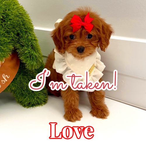 Love - F Cavapoo Puppy - BPPP Litter --_ - Forever Home in Greensboro- GA
