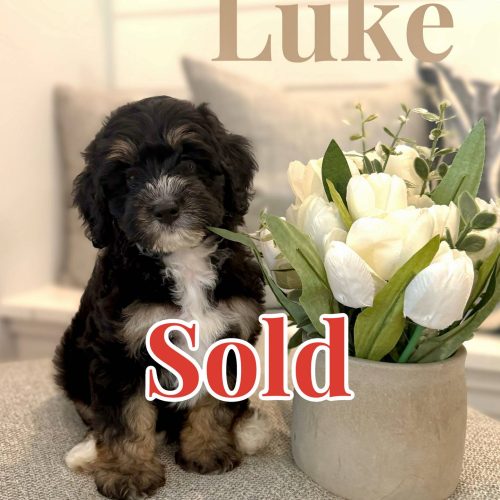 Luke - Tri-Colored Male Toy Micro Bernedoodle - Forever Home in Watkinsville GA