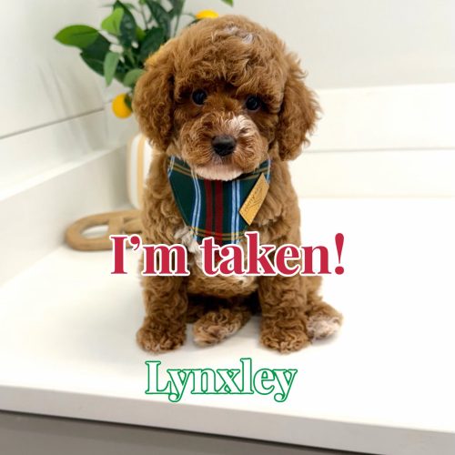 Lynxley - FB Cavapoo Puppy - BPPP Litter --_Forever Home in Ventress- LA