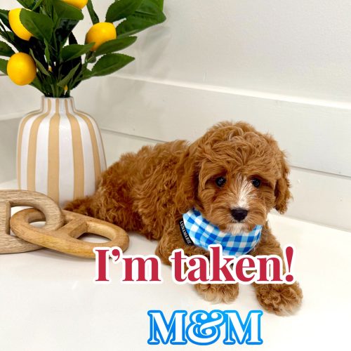 M&M - F Cavapoo Puppy - BPPP Litter --_Forever Home in Hillsborough- NC