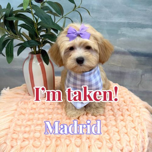 Madrid - F Maltipoo Puppy - BPPP Litter --_ - Forever Home in Nashville- TN