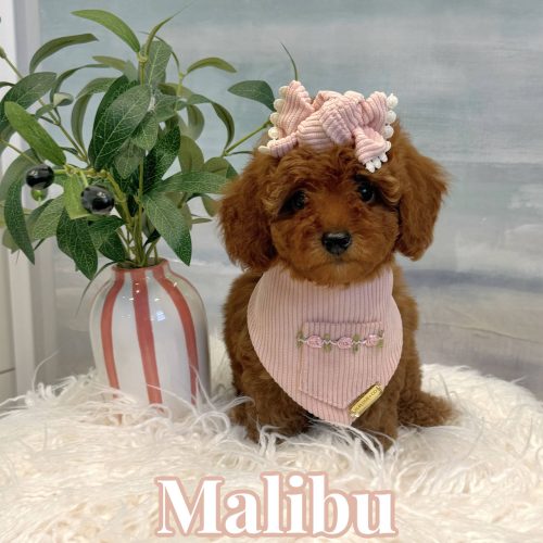 Malibu – CKC Toy Micro Goldendoodle Puppy – PPP Litter 7-17-25 Malibu - CKC Toy Micro Goldendoodle Puppy - PPP Litter --