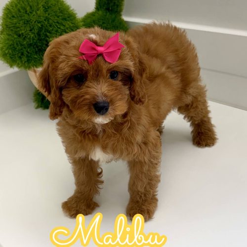 Malibu - F Cavapoo Puppy - BPPP Litter --_