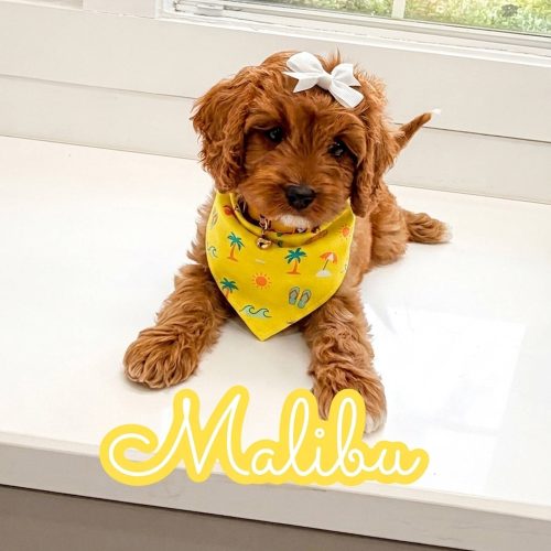 Malibu - F Cavapoo Puppy - Litter --_