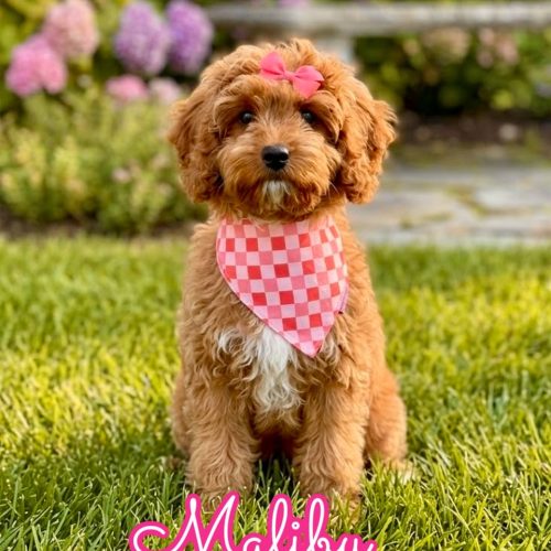 Malibu - F Cavapoo Puppy - Litter --_-