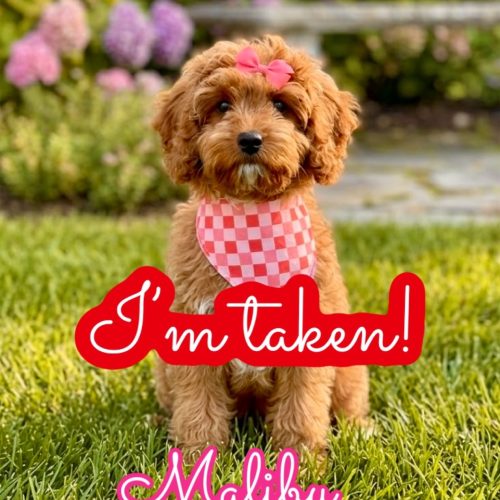 Malibu - F Cavapoo Puppy - Litter --_Forever Home in Allegheny County- PA