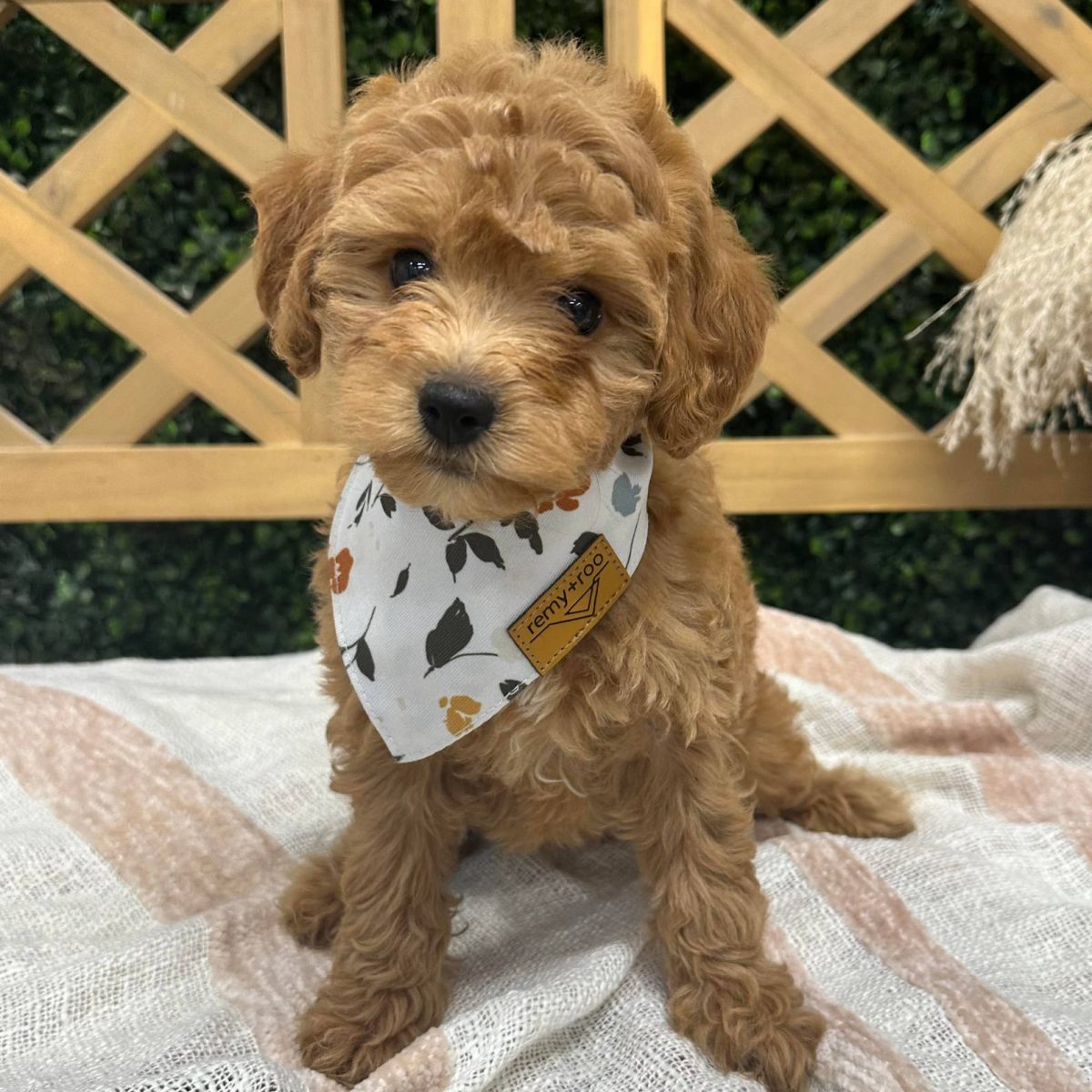 Malibu - Goldendoodle - Petite Posh Puppies