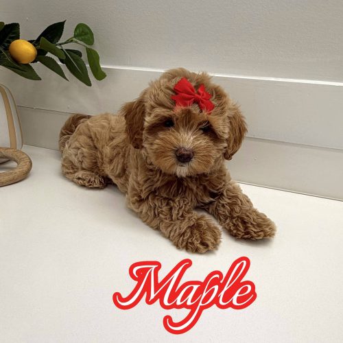Maple - F Maltipoo Puppy - BPPP Litter --_