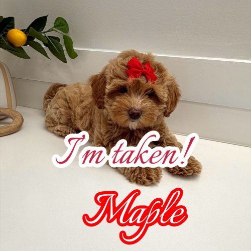 Maple - F Maltipoo Puppy - BPPP Litter --_Forever Home in New York- NY