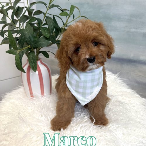 Marco - F Cavapoo Puppy - BPPP Litter --_