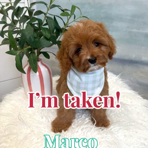 Marco - F Cavapoo Puppy - BPPP Litter --_Forever Home in Winter Beach- FL
