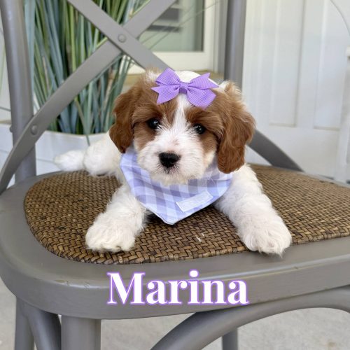 Marina - Toy Cavapoo - Litter --