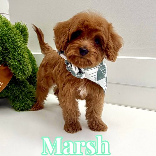 Marsh - FBB Cavapoo Puppy - BPPP Litter --_