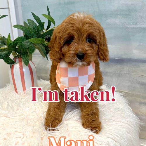 Maui - F Cavapoo Puppy - BPPP Litter --_Forever Home in McLean- VA