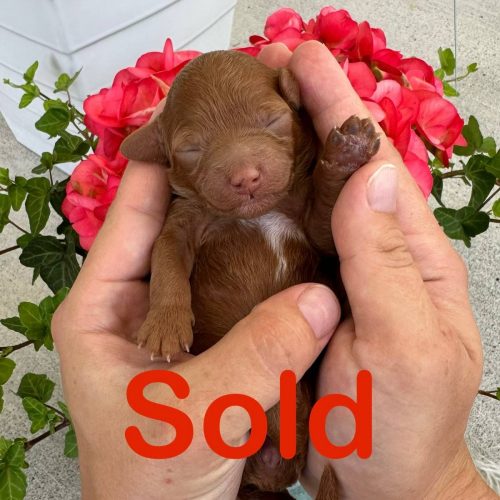 Maui - Red White Female Toy Micro Goldendoodle - Forever Home In St Johns- FL