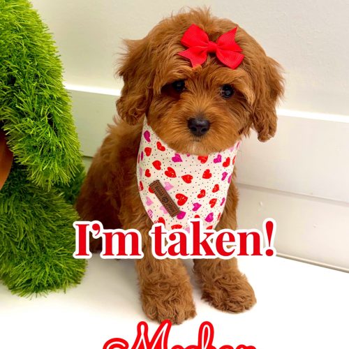 Meghan - FB Cavapoo Puppy - BPPP Litter --_ - Forever Home in Long Island- NY