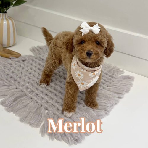 Merlot - Toy Mini Goldendoodle Puppy - PPP Litter --_
