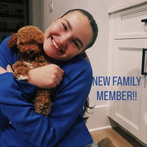 Merlot - Toy Mini Goldendoodle Puppy - PPP Litter --_Forever Home in Marietta- GA