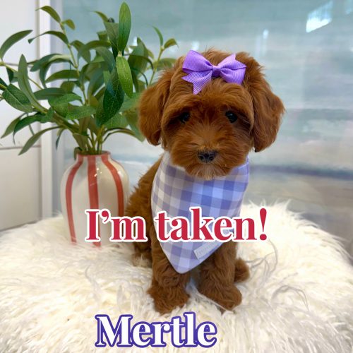 Mertle - FBB Cavapoo Puppy - BPPP Litter --_Forever Home in Queen Creek- AZ
