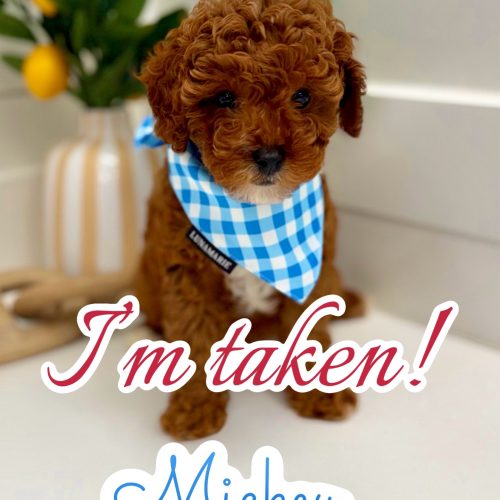 Mickey - FB Cavapoo Puppy - PPP Litter -- - Forever Home in Galloway- NJ
