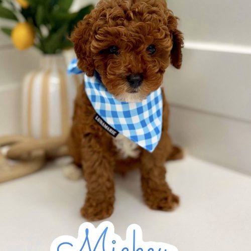Mickey - FB Cavapoo Puppy - PPP Litter --_