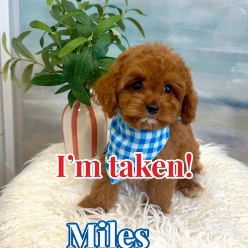 Miles - F Cavapoo Puppy - BPPP Litter --_Forever Home in New York- NY