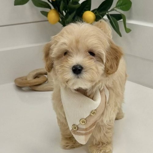 Miller - F Maltipoo Puppy - BPPP Litter --_