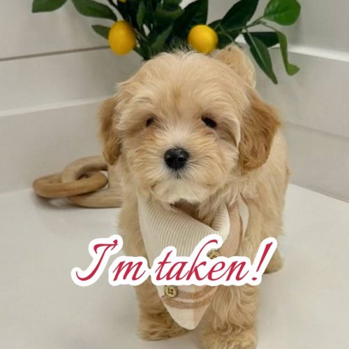 Miller - F Maltipoo Puppy - BPPP Litter --_Forever Home in Eldersburg- MD