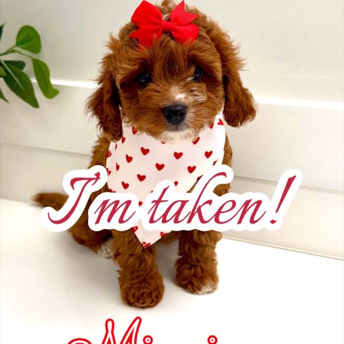 Minnie - FB Cavapoo Puppy - PPP Litter -- - Forever Home in West Nyack- NY