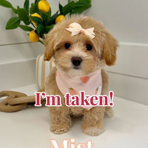 Mist - F Maltipoo Puppy - BPPP Litter --_Forever Home in Acworth- GA