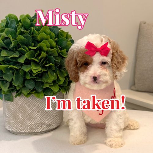 Misty - FB Cavapoo Puppy - BPPP Litter --_Forever Home in Columbia- MO