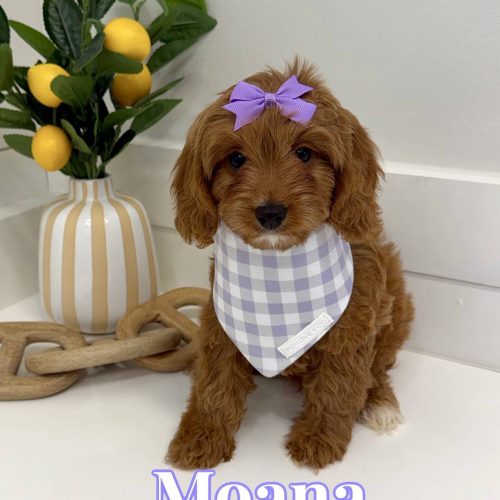 Moana - F Cavapoo Puppy - BPPP Litter --_