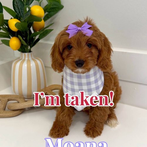 Moana - F Cavapoo Puppy - BPPP Litter --_Forever Home in Palm Valley- FL