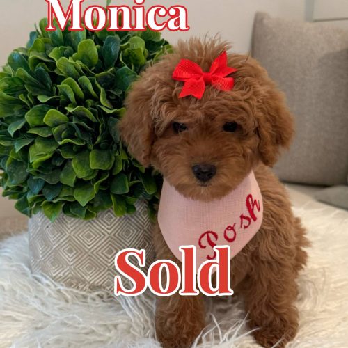 Monica - Female CKC FB Toy Mini Goldendoodle_Forever Home in Providence Forge VA