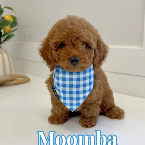 Moomba - CKC Toy Micro Goldendoodle Puppy - PPP Litter --