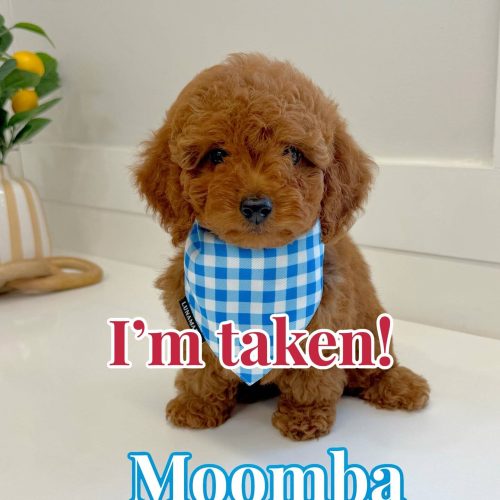 Moomba - CKC Toy Micro Goldendoodle Puppy - PPP Litter --_Forever Home in Tampa- Fl