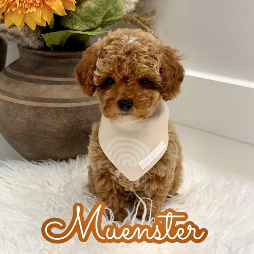 Muenster - FBB Toy Goldendoodle Puppy - Litter --_