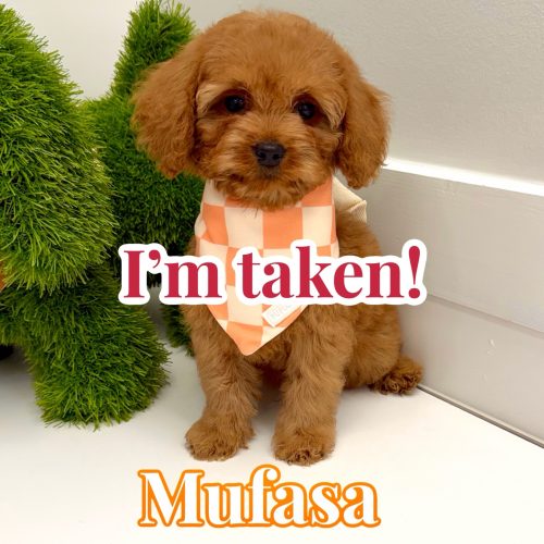 Mufasa - FB Cavapoo - BPPP Litter -- - Forever Home in Signal Mountain- TN
