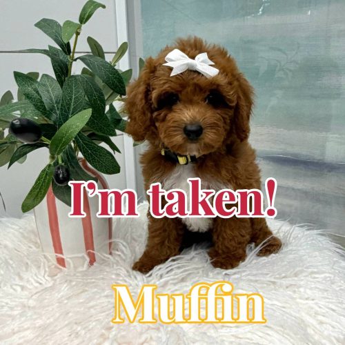 Muffin - FB Cavapoo Puppy - BPPP Litter --_Forever Home in Dade City- FL