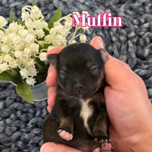 Muffin - Female AKC Pomeranian