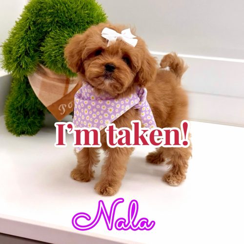 Nala - FB Cavapoo Puppy - BPPP Litter -- - Forever Home in North Potomac- MD