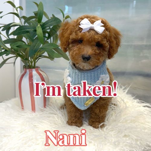 Nani - FBB Cavapoo Puppy - BPPP Litter -- - Forever Home in Tavares- FL