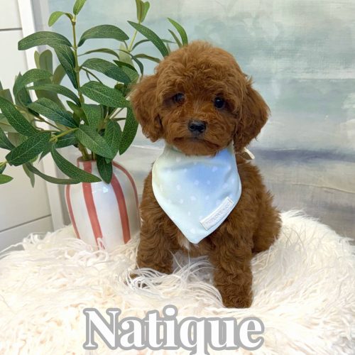 Nautique - CKC Toy Micro Goldendoodle Puppy - PPP Litter --