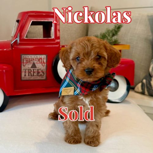 Nikolas - Teddy Bear Red Male F Cavapoo - BPPP - Forever Home in Buford GA