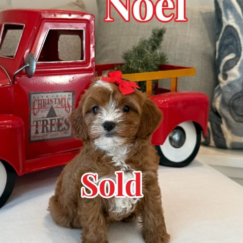 Noel - Teddy Bear Red White Female F Cavapoo - BPPP